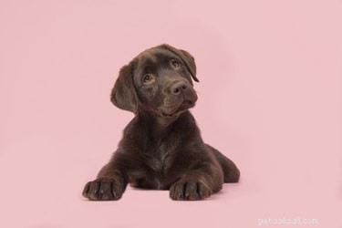 505 Perfect Names for Labrador Dogs to Showcase Your Pup’s Personality