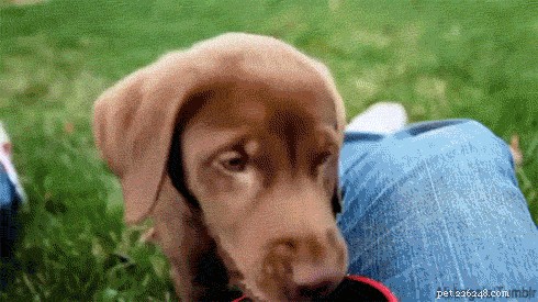 505 Perfect Names for Labrador Dogs to Showcase Your Pup’s Personality