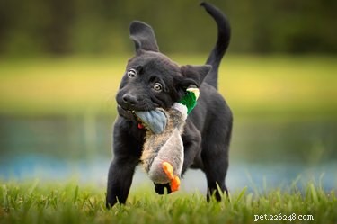 505 Perfect Names for Labrador Dogs to Showcase Your Pup’s Personality