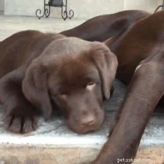 505 Perfect Names for Labrador Dogs to Showcase Your Pup’s Personality