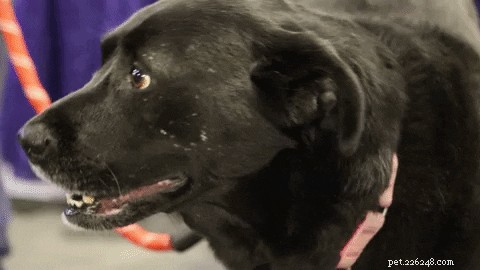 505 Perfect Names for Labrador Dogs to Showcase Your Pup’s Personality