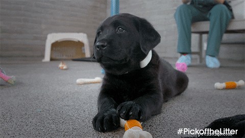 505 Perfect Names for Labrador Dogs to Showcase Your Pup’s Personality