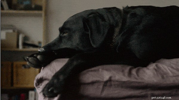 505 Perfect Names for Labrador Dogs to Showcase Your Pup’s Personality