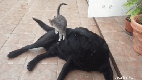 505 Perfect Names for Labrador Dogs to Showcase Your Pup’s Personality