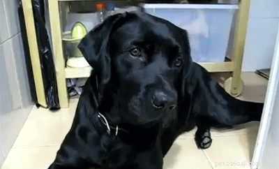505 Perfect Names for Labrador Dogs to Showcase Your Pup’s Personality