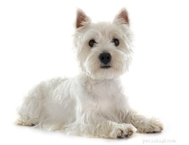 128 Charming Names for Your White Dog