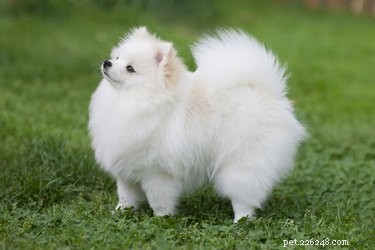 128 Charming Names for Your White Dog