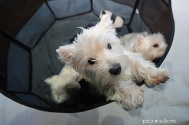 128 Charming Names for Your White Dog