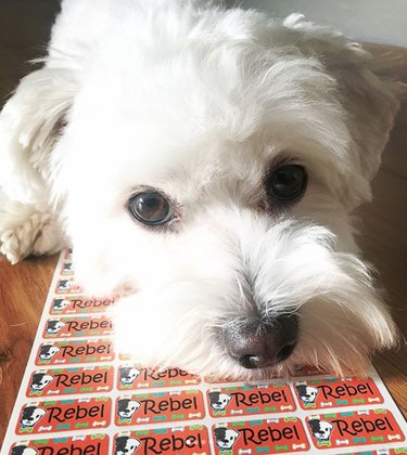 128 Charming Names for Your White Dog
