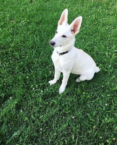 128 Charming Names for Your White Dog