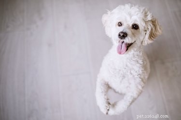 128 Charming Names for Your White Dog