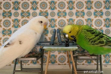 480 Elegant Bird Names to Inspire Your Feathered Friend