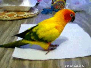 480 Elegant Bird Names to Inspire Your Feathered Friend