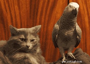 480 Elegant Bird Names to Inspire Your Feathered Friend