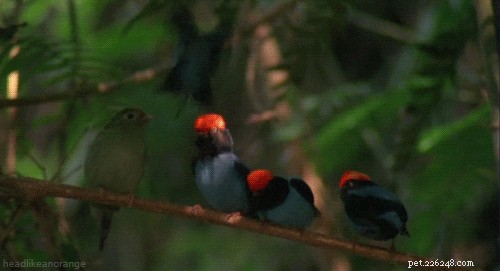 480 Elegant Bird Names to Inspire Your Feathered Friend