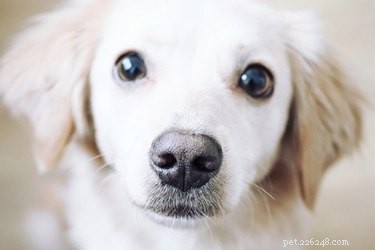 Top Dog Names Across All U.S. States (2004‑2012)