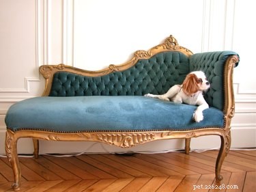 110 Charming French Pet Names to Enchant Your Furry Friends