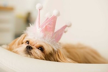 50 Regal Names for Dogs and Cats – Fit for a Royal Pet