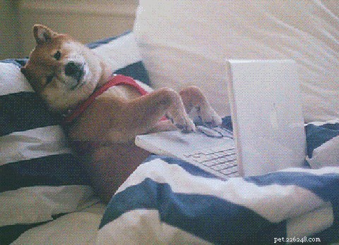 320 Unique Nerdy Names for Your Dog or Cat