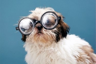 320 Unique Nerdy Names for Your Dog or Cat