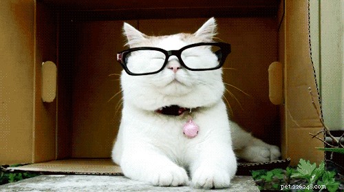 320 Unique Nerdy Names for Your Dog or Cat