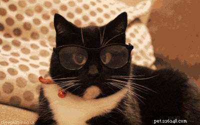 320 Unique Nerdy Names for Your Dog or Cat