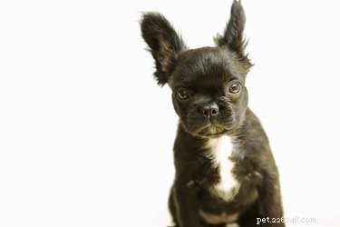 Choosing the Perfect Name for Your New Dog: Tips & Inspiration