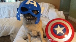 130 Patriotic Pet Names That Celebrate Freedom