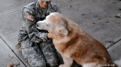 130 Patriotic Pet Names That Celebrate Freedom