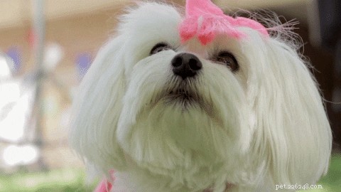 605 Hand‑picked Unique Names for Your Female Dog