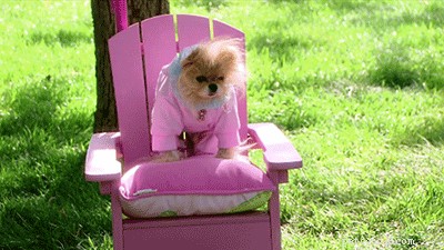 605 Hand‑picked Unique Names for Your Female Dog