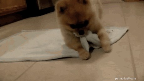 605 Hand‑picked Unique Names for Your Female Dog