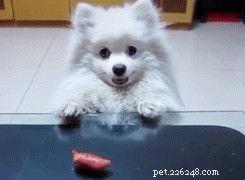 605 Hand‑picked Unique Names for Your Female Dog