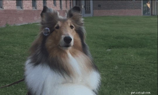 605 Hand‑picked Unique Names for Your Female Dog