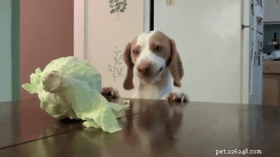 605 Hand‑picked Unique Names for Your Female Dog