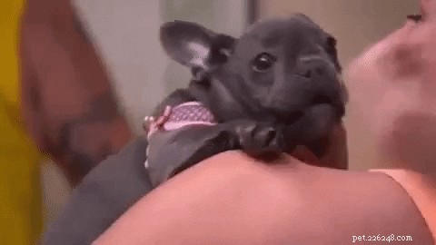605 Hand‑picked Unique Names for Your Female Dog