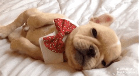 605 Hand‑picked Unique Names for Your Female Dog