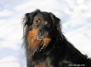 Find the Perfect Dog Name by Meaning: A Practical Guide