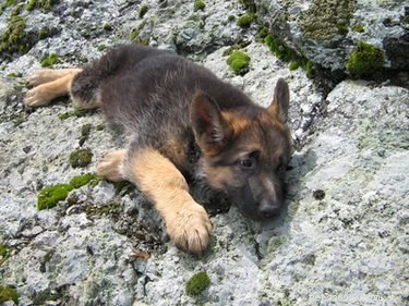 Find the Perfect Dog Name by Meaning: A Practical Guide