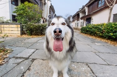 250 Unique & Memorable Dog Names That Stand Out