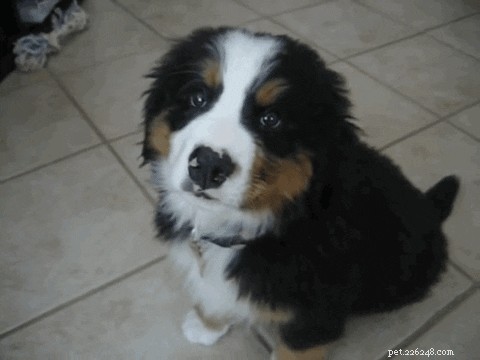 250 Unique & Memorable Dog Names That Stand Out