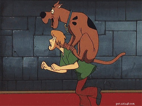 250 Unique & Memorable Dog Names That Stand Out
