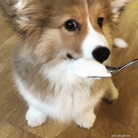250 Unique & Memorable Dog Names That Stand Out