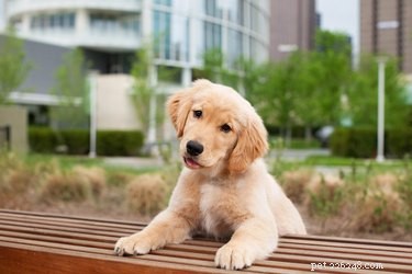 Discover 500 Perfect Names for Your Dog