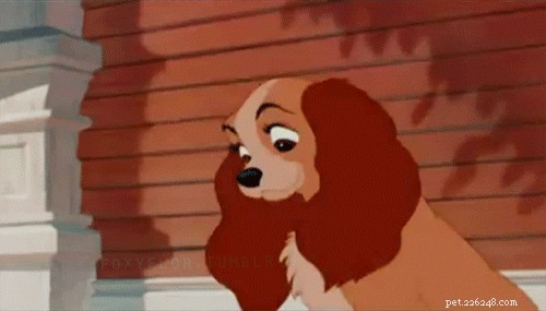 Discover 500 Perfect Names for Your Dog