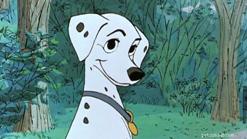 Discover 500 Perfect Names for Your Dog