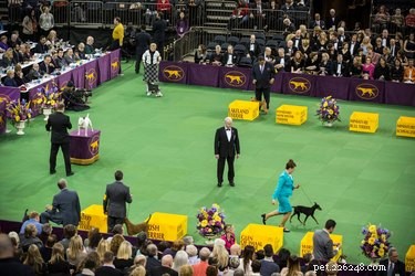 Guide to Naming Your Show Dog: Tips & Rules