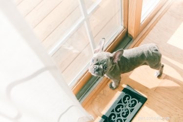 7 Essential Questions to Consider Before Bringing a Puppy Home