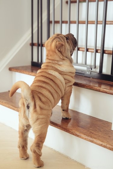 7 Essential Questions to Consider Before Bringing a Puppy Home