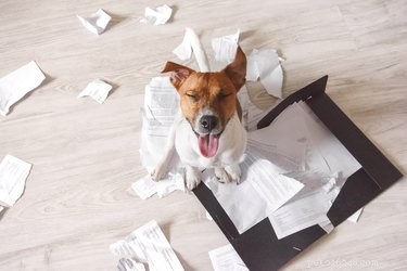 7 Essential Questions to Consider Before Bringing a Puppy Home